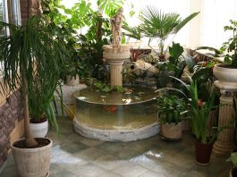 Растения в интерьере