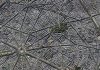 Реконструкция Парижа бароном Османом